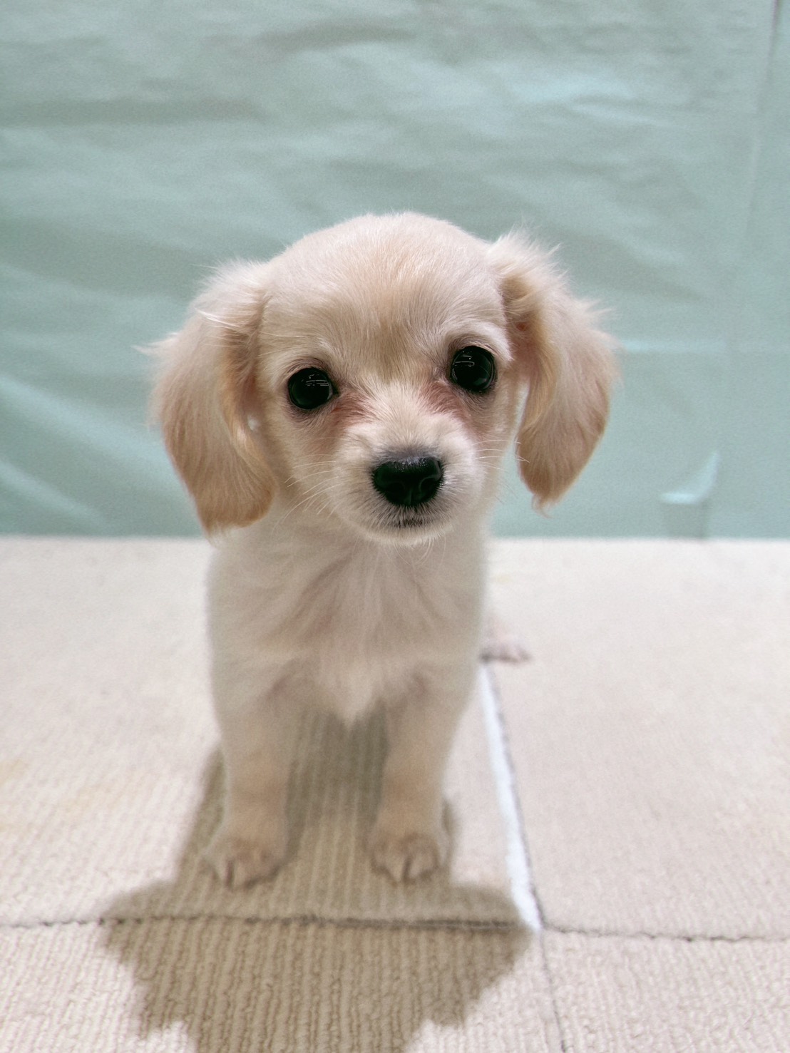 少しおっとりなチワックスちゃん💖 ペットショップ犬の家＆猫の里